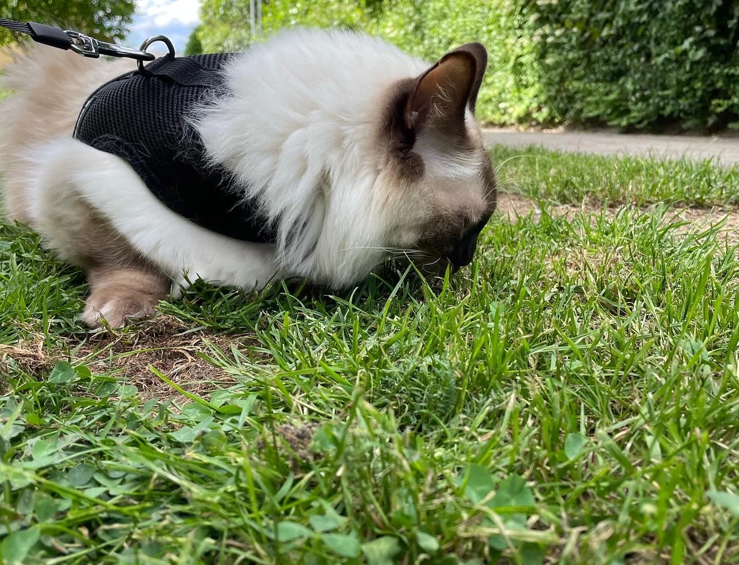Eine Ragdoll erkundet im Geschirr das Gras in der Nachbarschaft