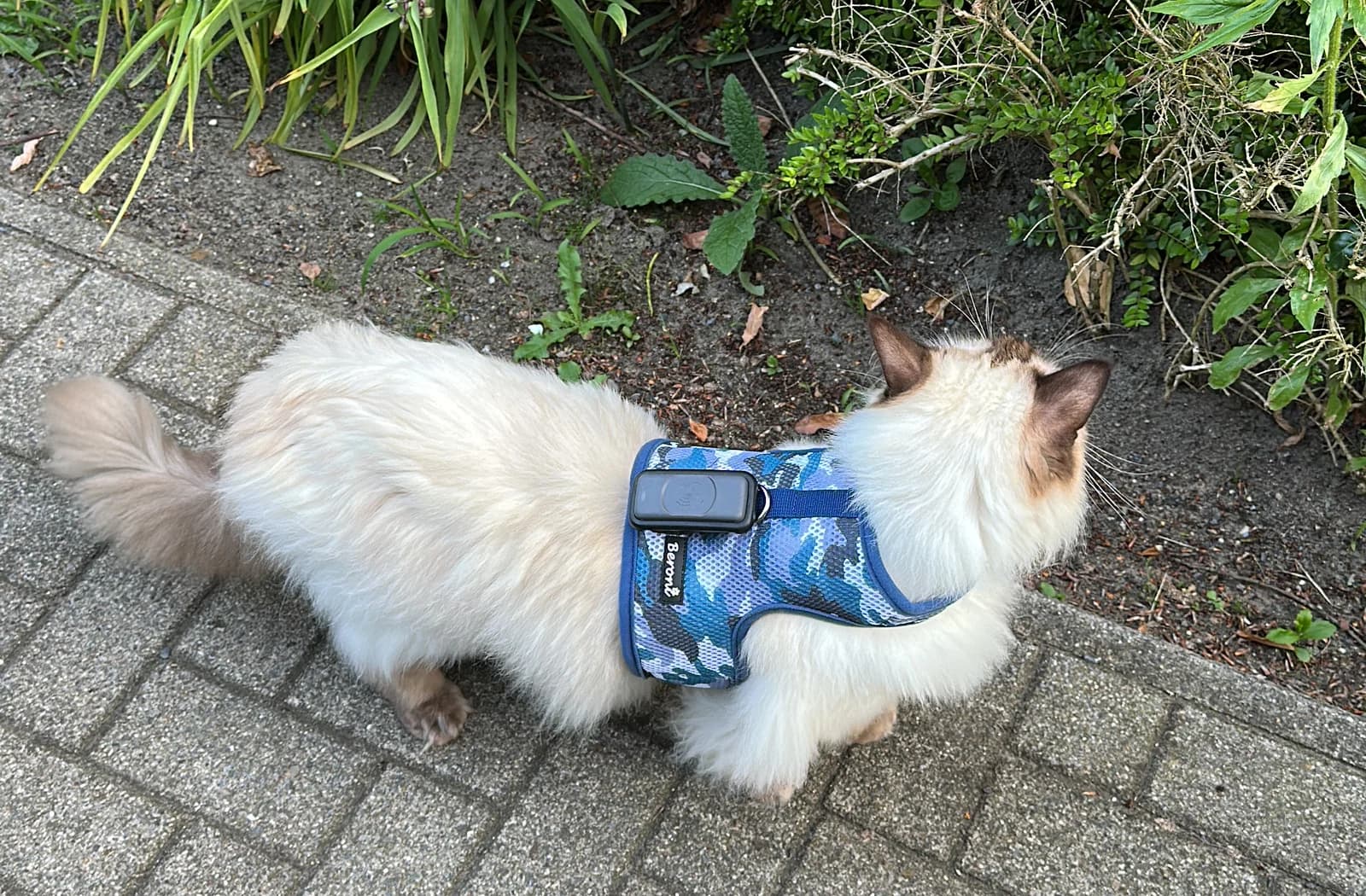 Ragdoll mit Geschirrkamera bei einer authentischen Aufnahme im Garten