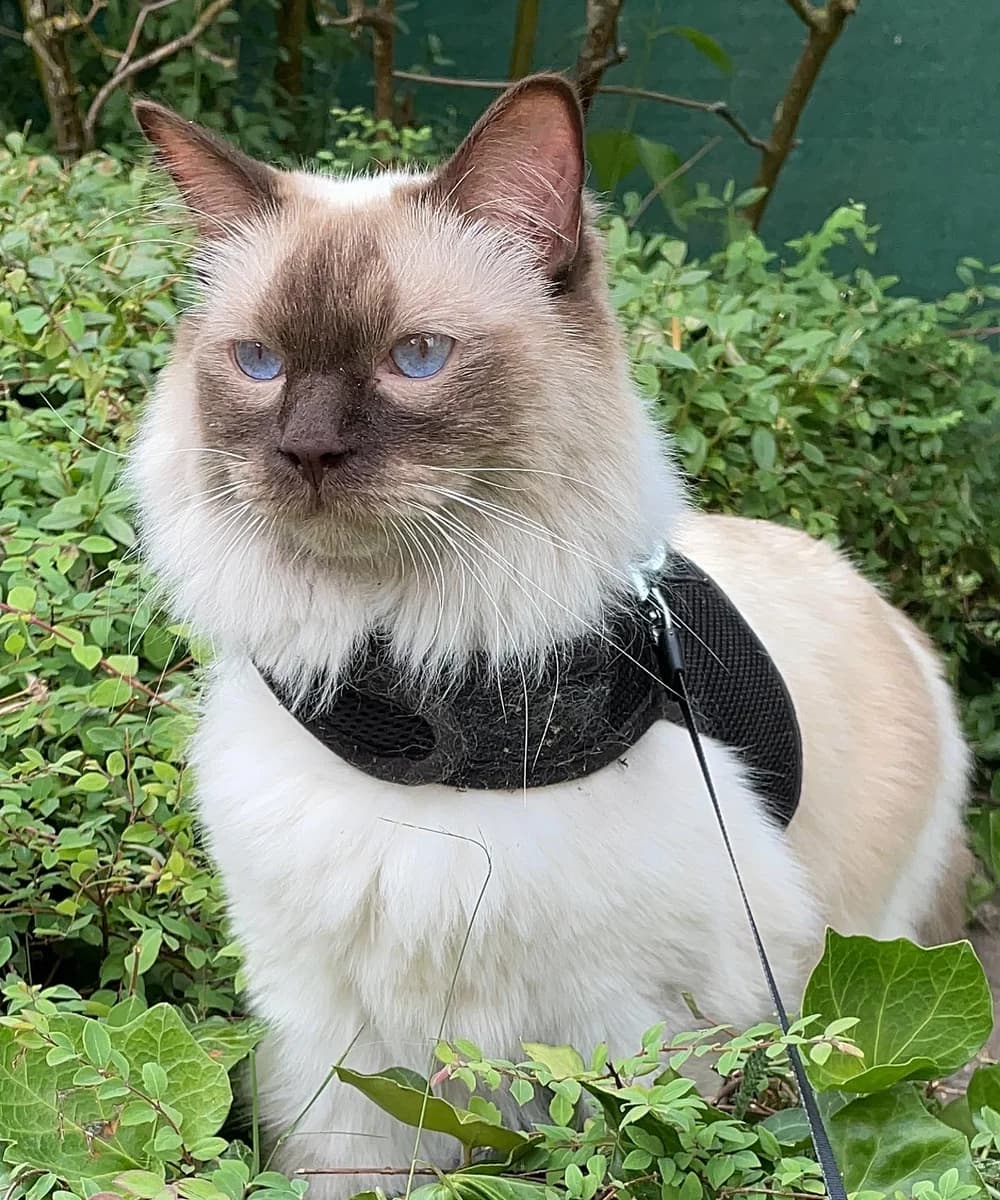 Eine der beiden Walking Cats blickt aufmerksam ins Grün
