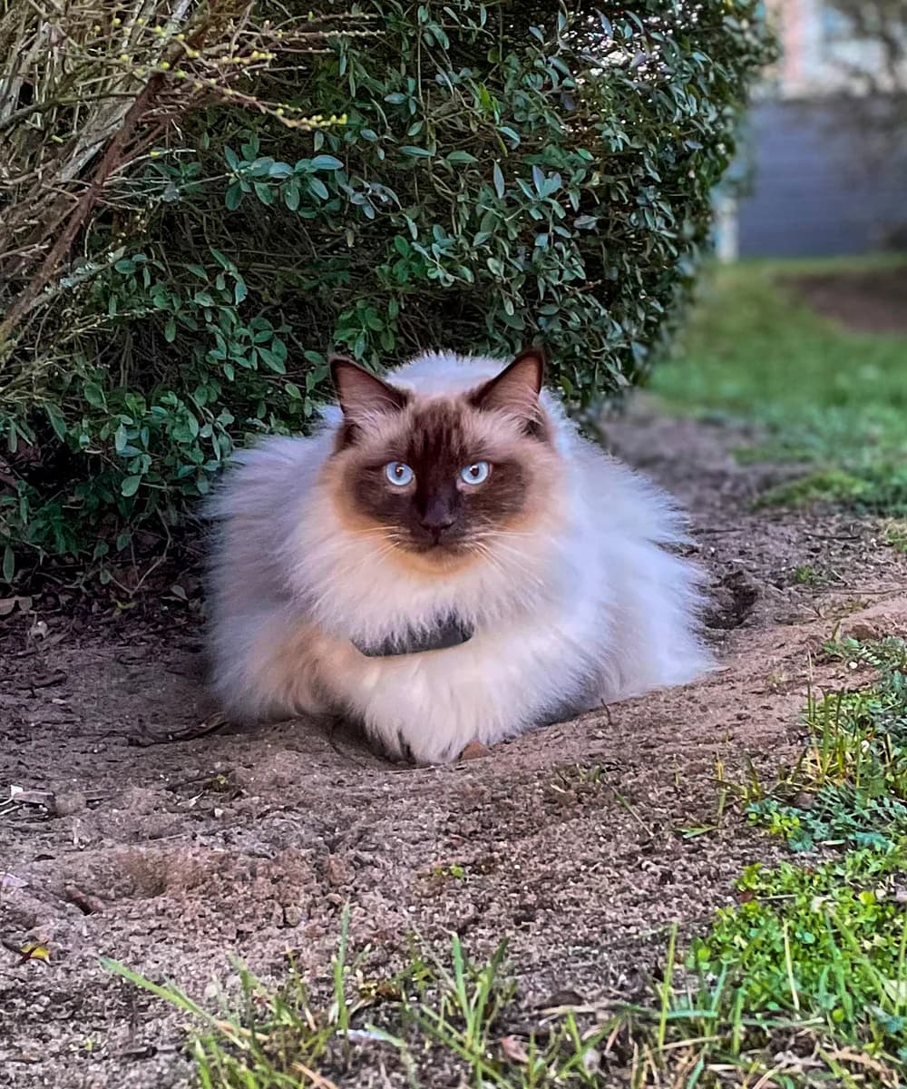 Eine der beiden Walking Cats sitzt gelassen im Garten