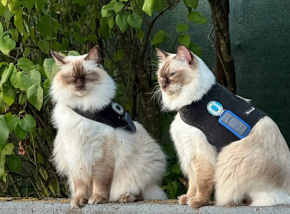 Zwei Ragdolls mit unterschiedlich sitzenden Geschirren und Trackern