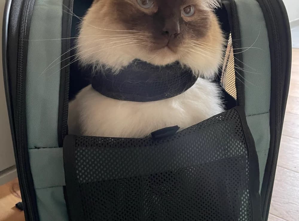 Ragdoll liegt entspannt in einer offenen Transporttasche