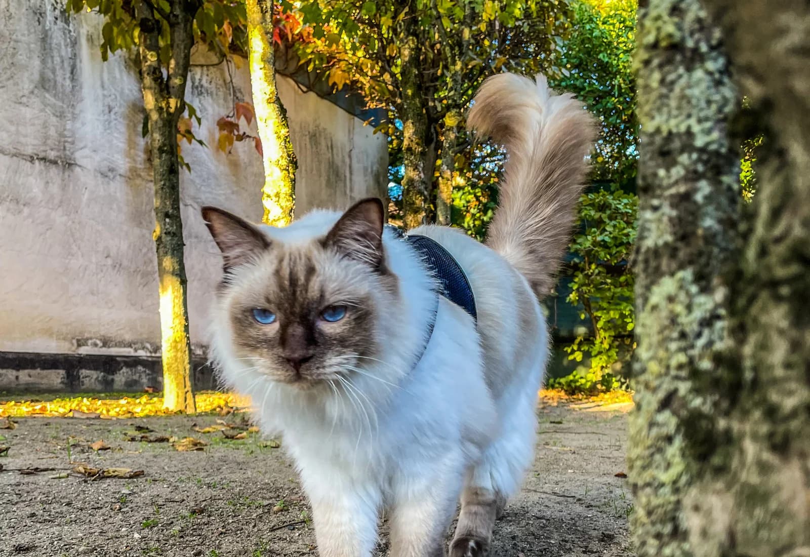 Ragdoll kommt auf einem vertrauten Weg in Richtung Mensch zurück