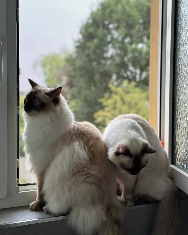 Zwei Ragdolls beobachten die Umgebung an einer geöffneten Tür