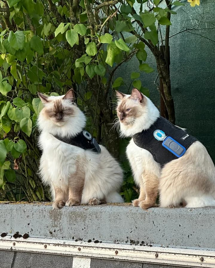 Warten – ein Moment aus der täglichen Runde von Loki und Nox