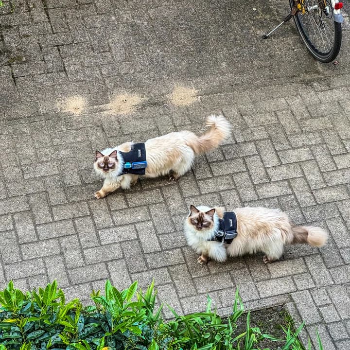 Loki und Nox gemeinsam bei einer echten Runde in der Nachbarschaft